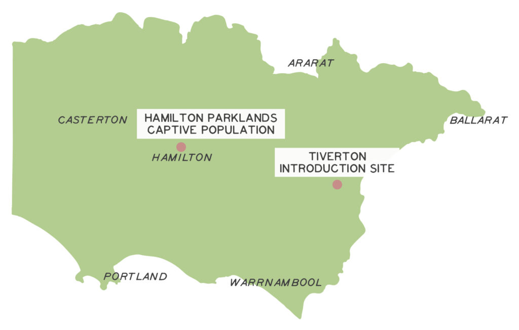 Map - Glenelg Hopkins region, depicting the location of bandicoot projects at Hamilton Parklands and Tiverton introduction site.